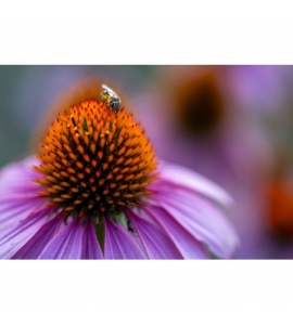 90mm F/2.8 Di III VC VXD MACRO Sony FE