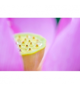 90mm F/2.8 Di III VC VXD MACRO Nikon Z