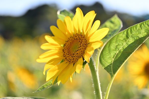 70-180mm F/2.8 Di III VC VXD G2 Nikon Z