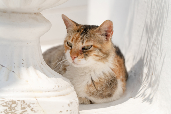 25-200mm F/2.8-5.6 Di III VXD G2 Sony-E