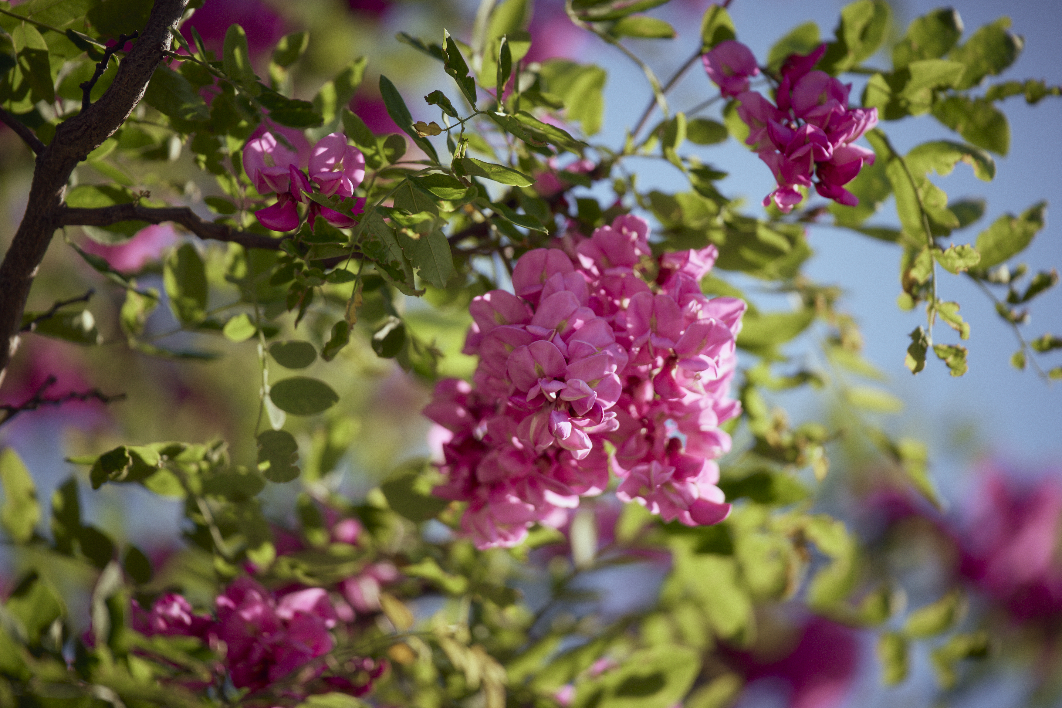 AF 60-180mm F2.8 FE