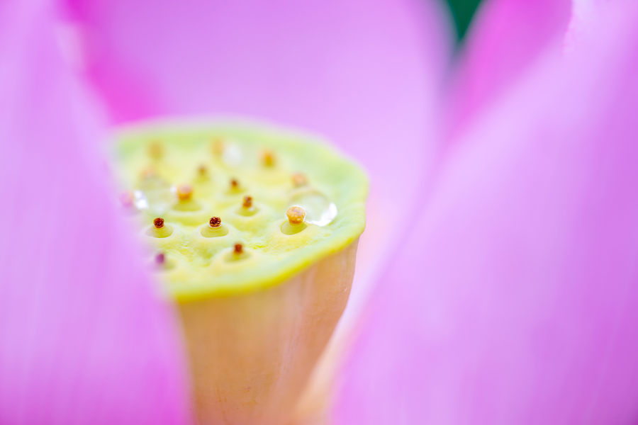 90mm F/2.8 Di III VC VXD MACRO Nikon Z