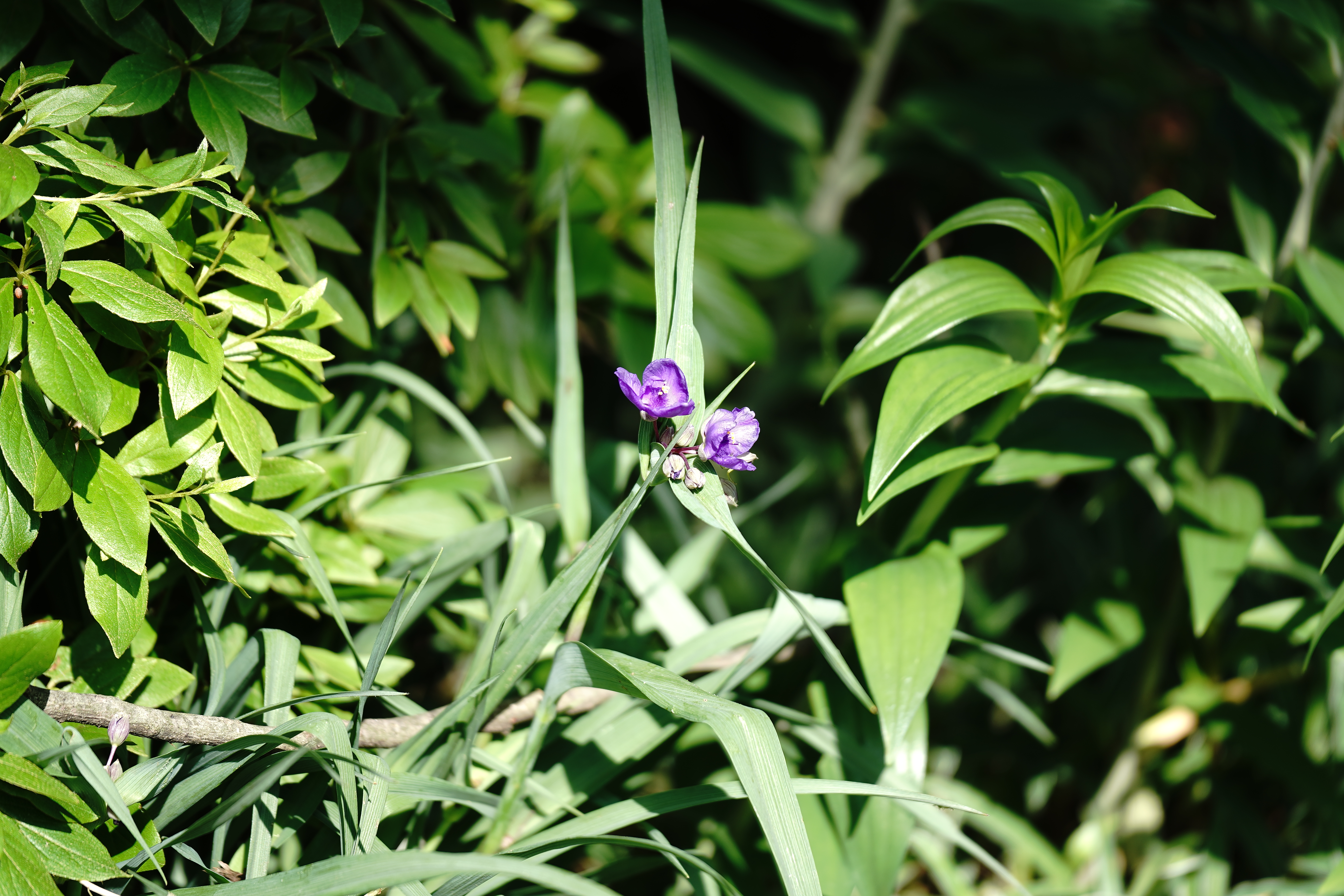 AF 60-180mm F2.8 FE