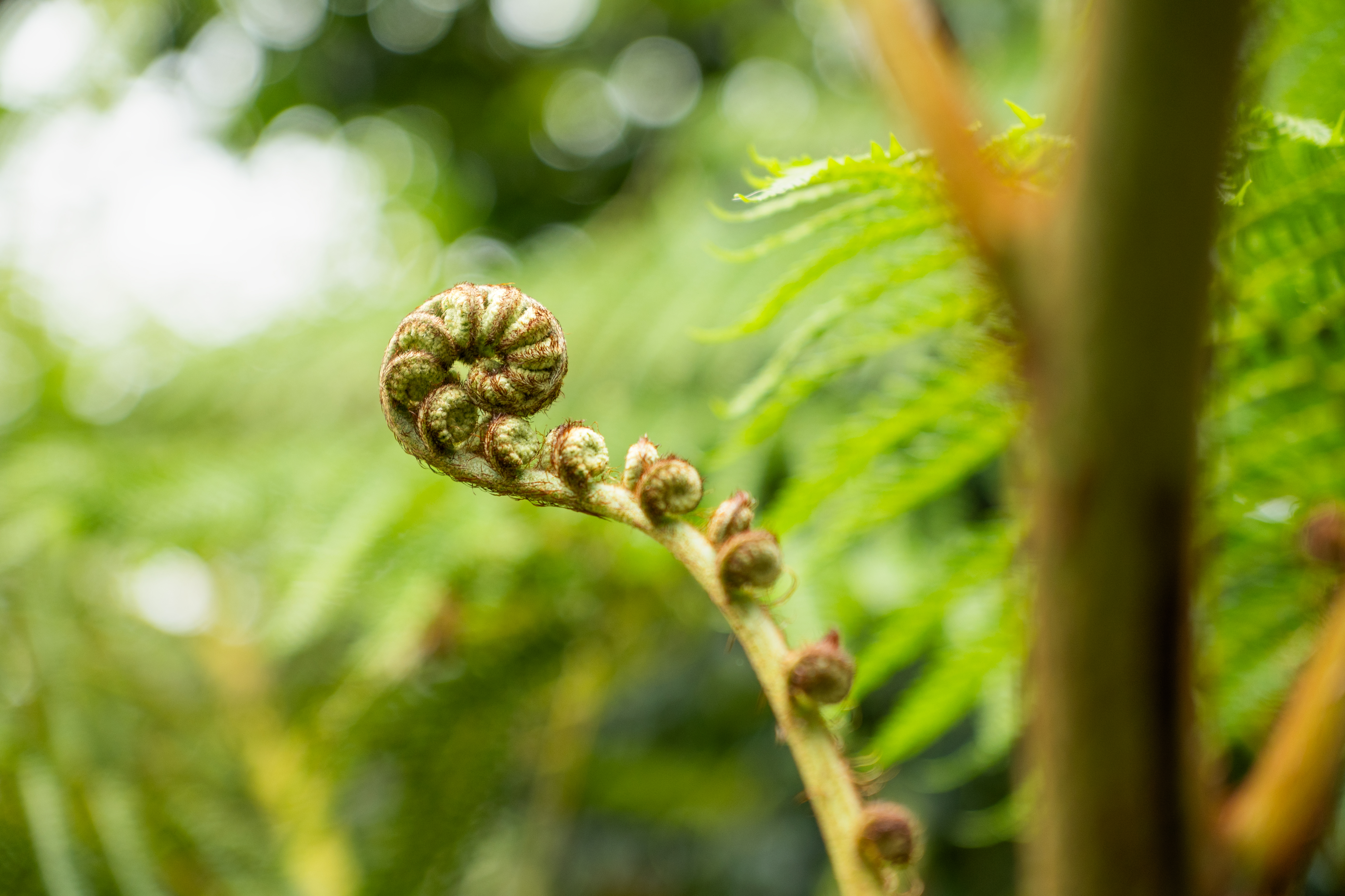 16-50mm F2.8 A Sony E-mount